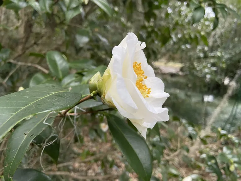 Camellia japonica 'Silver Waves' flower