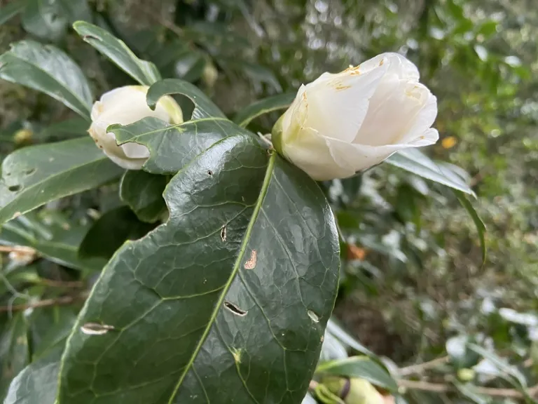 Camellia japonica 'Silver Waves' flower bud