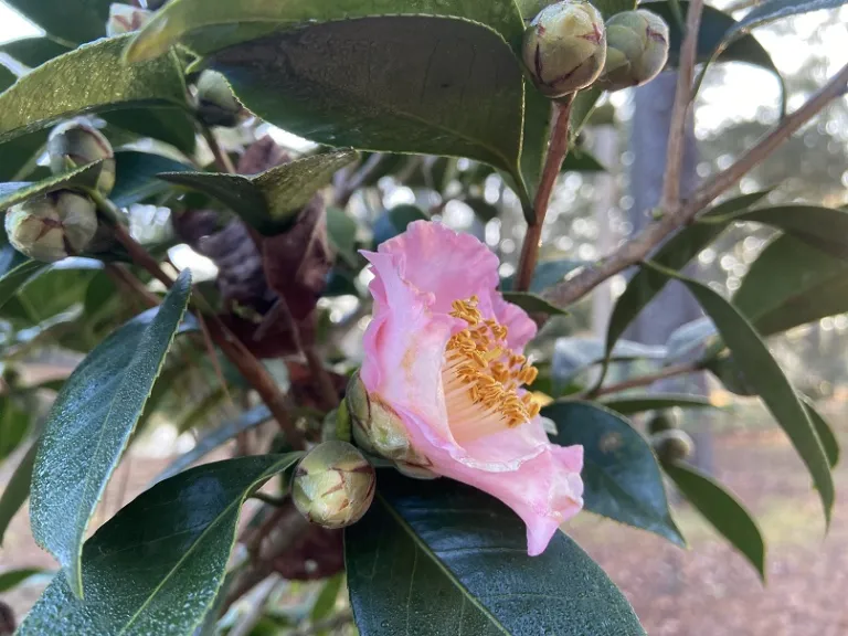 Camellia japonica 'Thirty Drops' flower