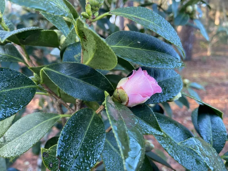 Camellia japonica 'Thirty Drops' flower bud