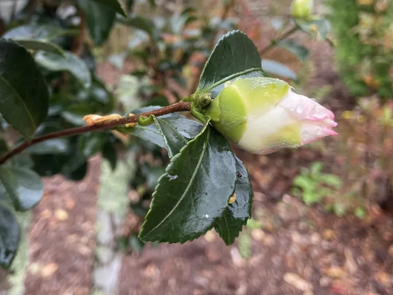 Camellia japonica 'Victory White' flower bud