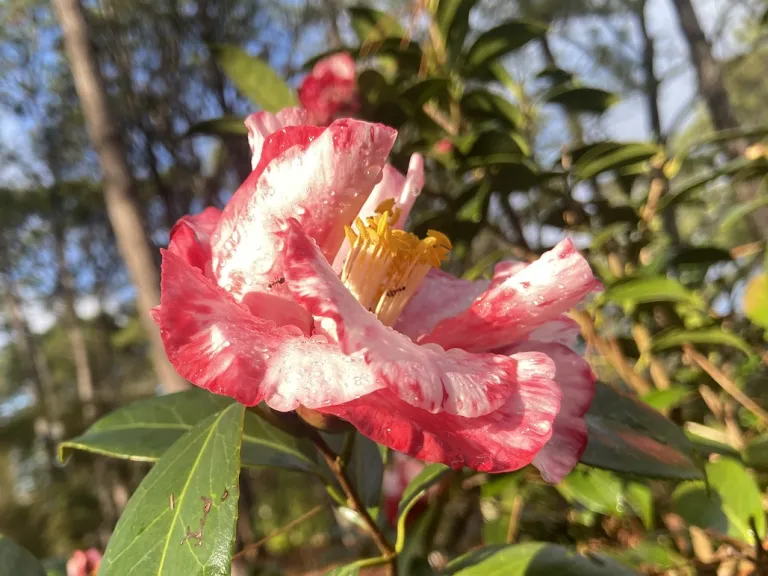 Camellia japonica 'Ville de Nantes' flower