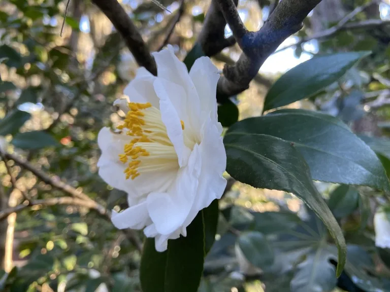 Camellia japonica 'White Giant' flower
