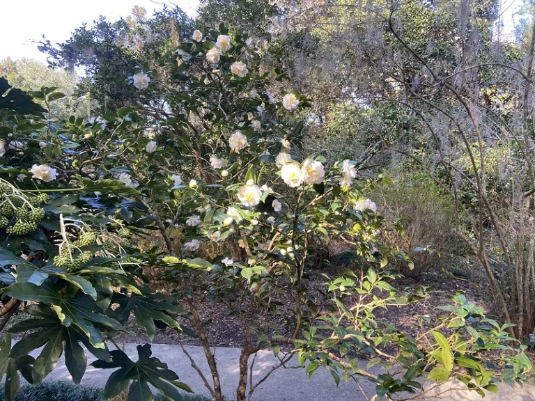 Camellia japonica 'White Giant' flowering habit