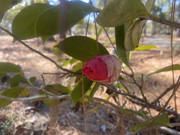 Camellia japonica 'Drama Girl' flower bud