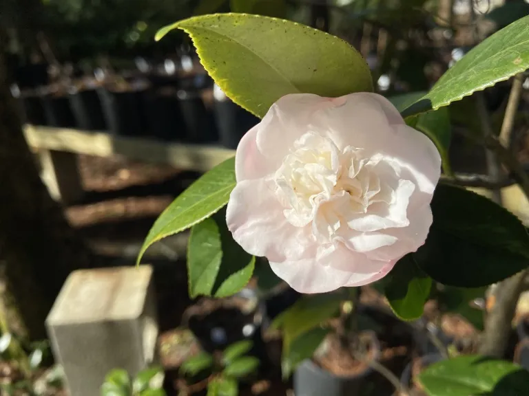 Camellia japonica 'Mini Pink' flower