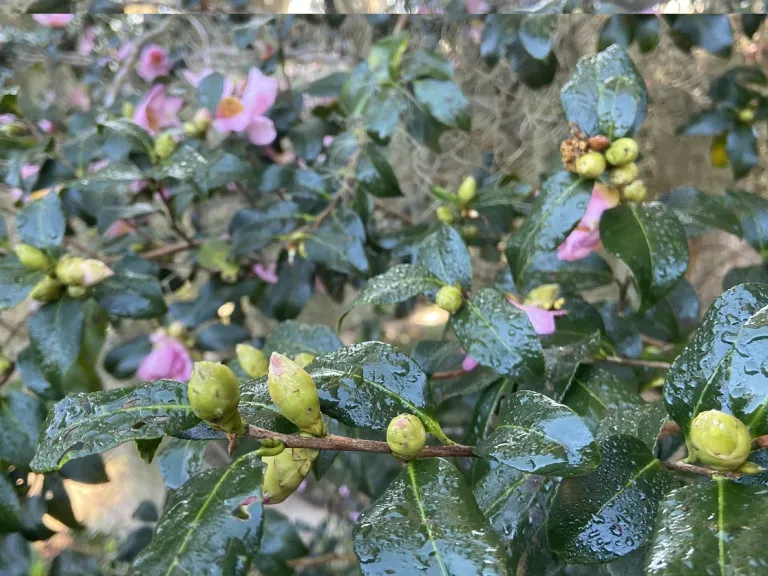Camellia sasanqua 'Cleopatra' flower buds