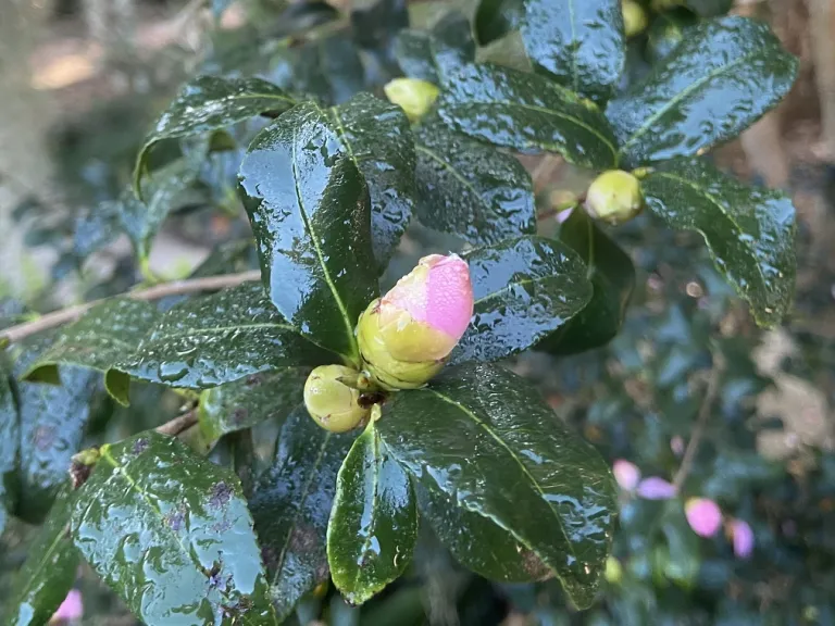 Camellia sasanqua 'Cleopatra' flower bud