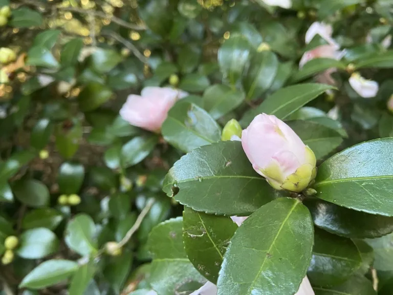 Camellia sasanqua 'Jean May' flower bud