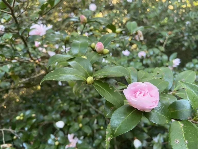 Camellia sasanqua 'Jean May' flower