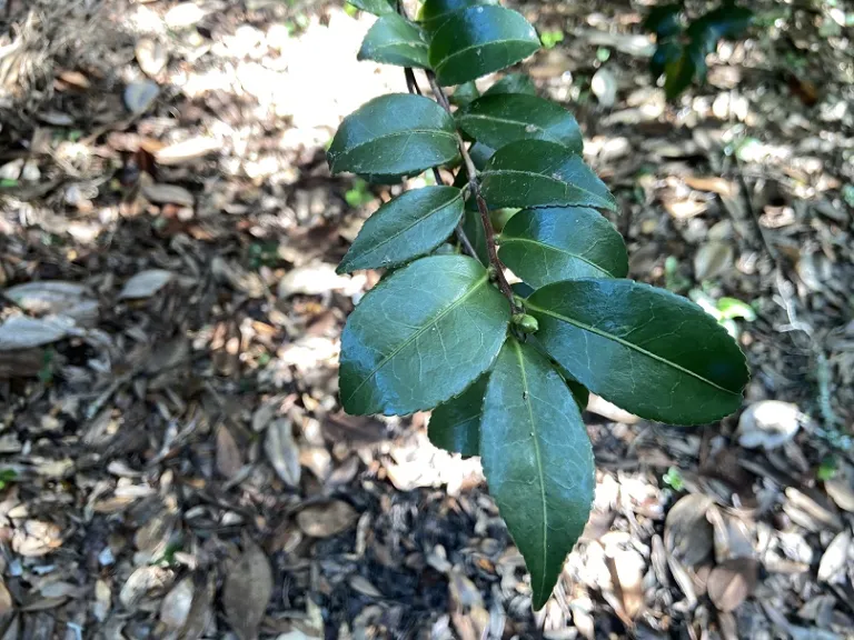 Camellia sasanqua 'Jean May' foliage