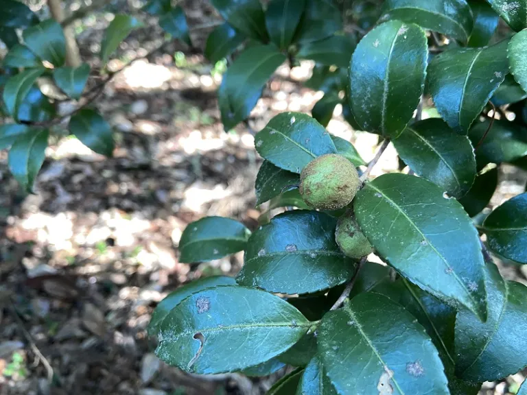 Camellia sasanqua 'Jean May' fruit