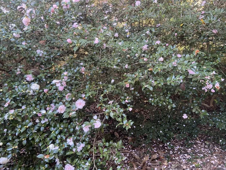 Camellia sasanqua 'Jean May' habit
