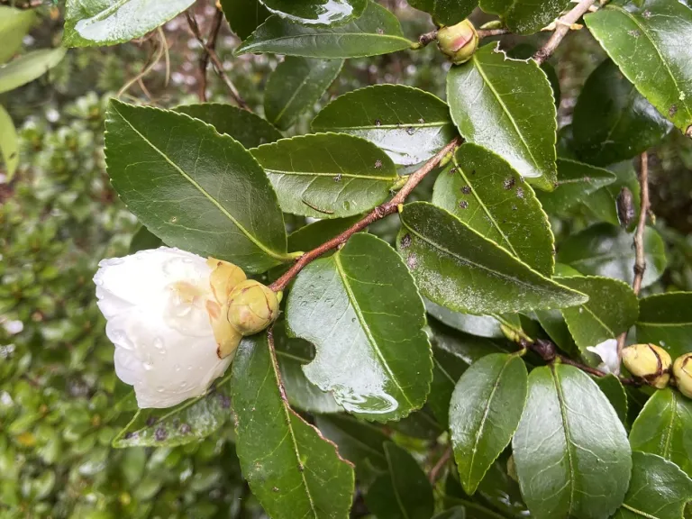 Camellia sasanqua 'Mine-No-Yuki' flower and flower bud