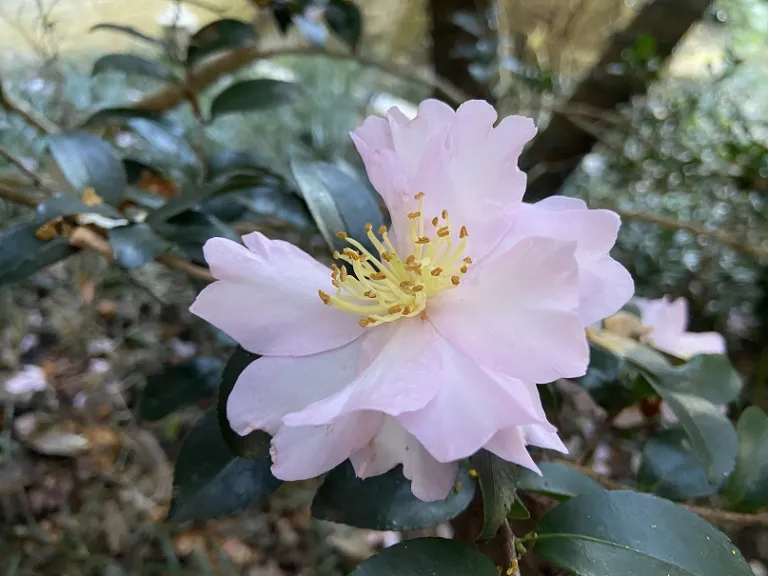 Camellia sasanqua 'Sharon Elizabeth' flower