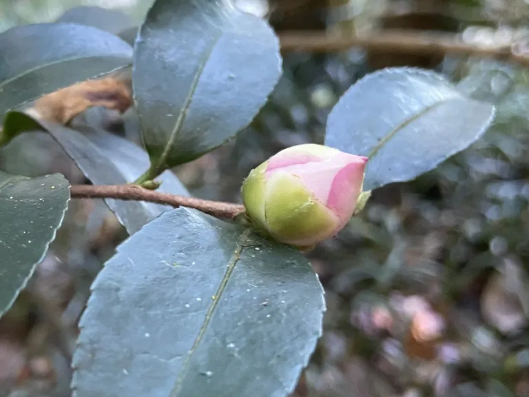 Camellia sasanqua 'Sharon Elizabeth' flower bud