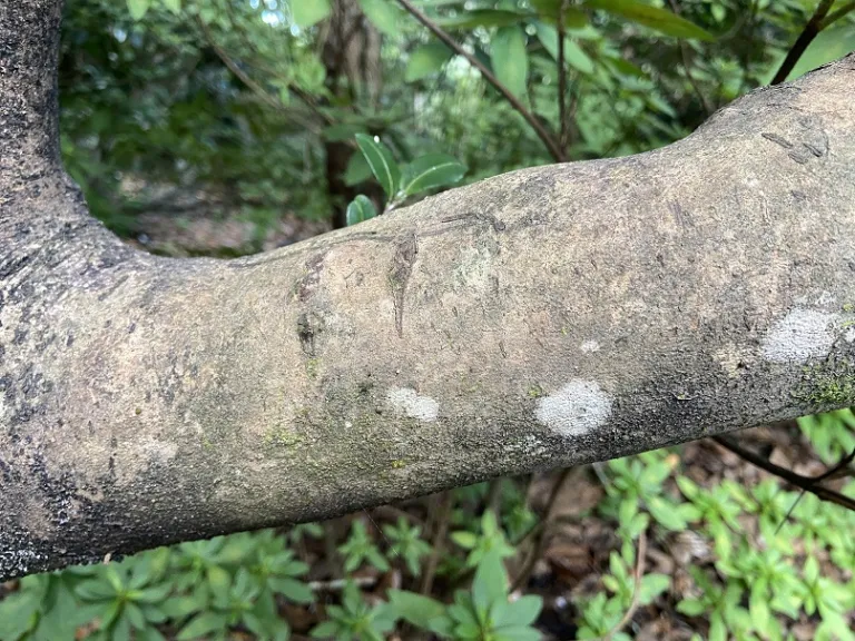 Camellia sasanqua bark