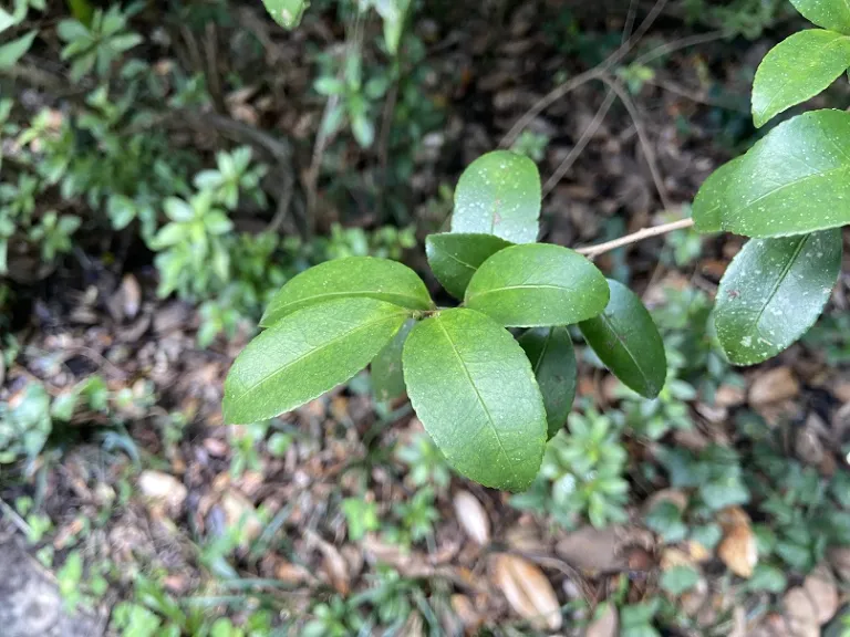 Camellia sasanqua foliage