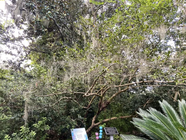 Camellia sasanqua habit
