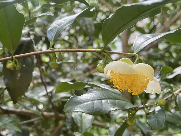 Camellia sinensis flower and flower buds