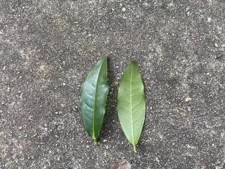 Camellia sinensis leaf front and back