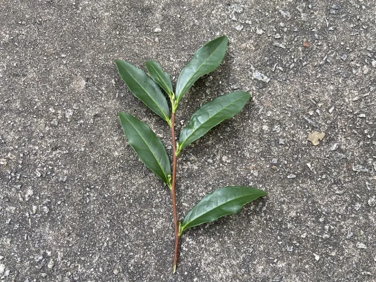 Camellia sinensis stem