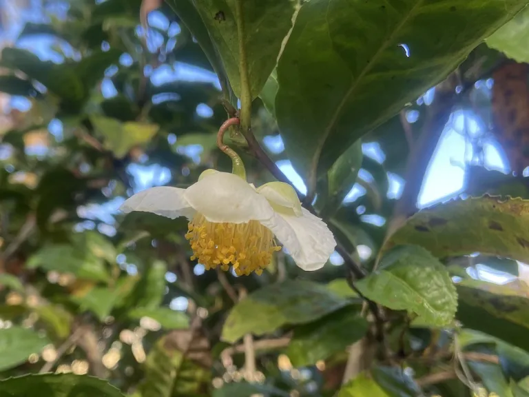 Camellia sinensis var. sinensis f. macrophylla 'Yellow Tea' flower
