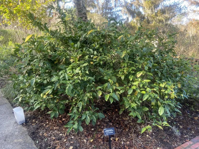 Camellia sinensis var. sinensis f. macrophylla 'Yellow Tea' habit