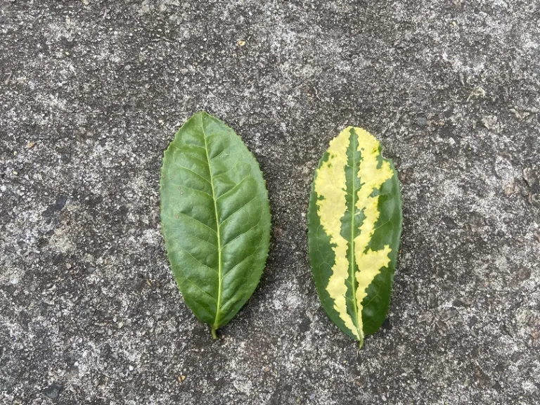 Camellia sinensis var. sinensis f. macrophylla 'Yellow Tea' leaf variance