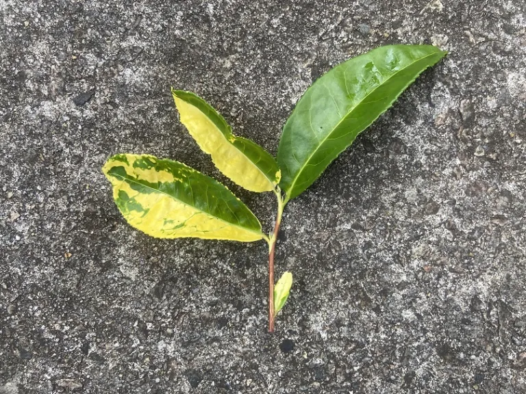 Camellia sinensis var. sinensis f. macrophylla 'Yellow Tea' stem
