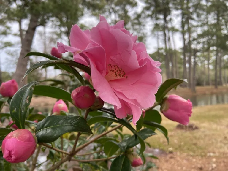 Camellia 'El Dorado' flower