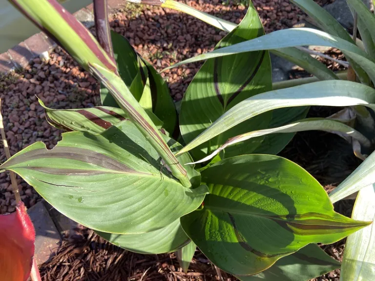Canna 'Yellow King Humbert' (Cleopatra) foliage