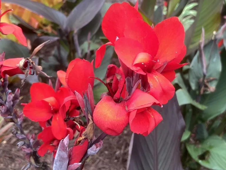Canna (Cannova® Bronze Scarlet) flower
