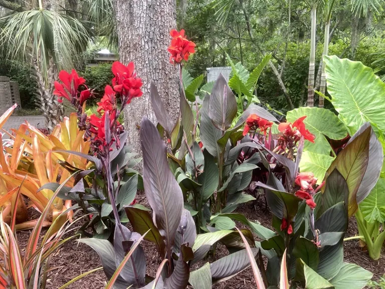 Canna (Cannova® Bronze Scarlet) habit