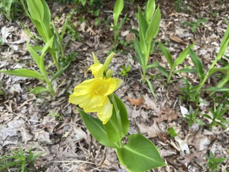 Canna flaccida flower
