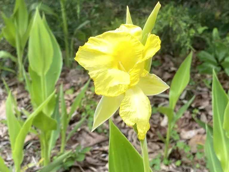 Canna flaccida flower