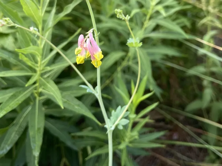 Capnoides sempervirens flowers