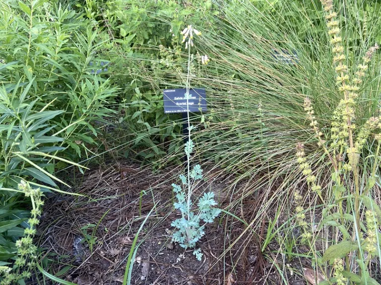 Capnoides sempervirens flowering habit