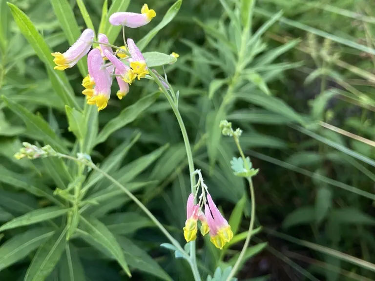 Capnoides sempervirens flowers