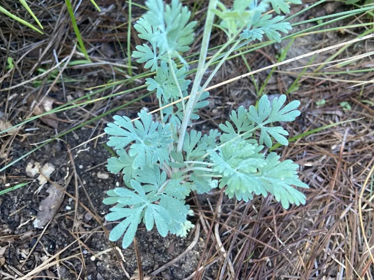 Capnoides sempervirens foliage