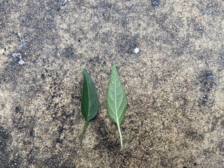 Capsicum annuum 'Black Hawk' leaf front and back