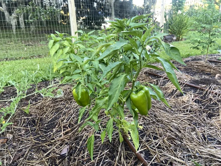 Capsicum annuum 'Charleston Belle' fruiting habit