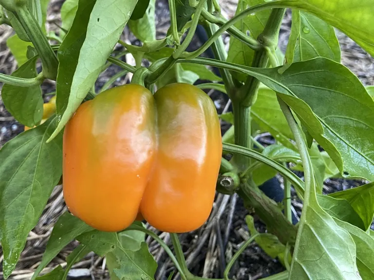 Capsicum annuum 'Corona' fruit