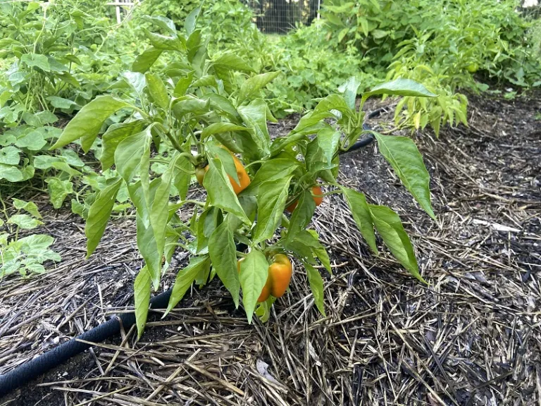 Capsicum annuum 'Corona' fruiting habit