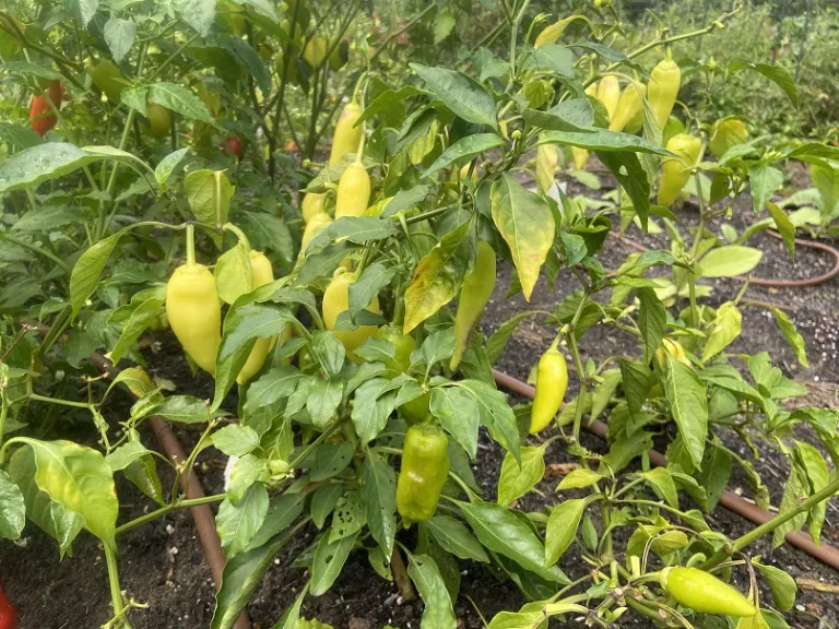 Capsicum annuum 'Mexican Sunrise' (Hot Pepper Group) fruiting habit