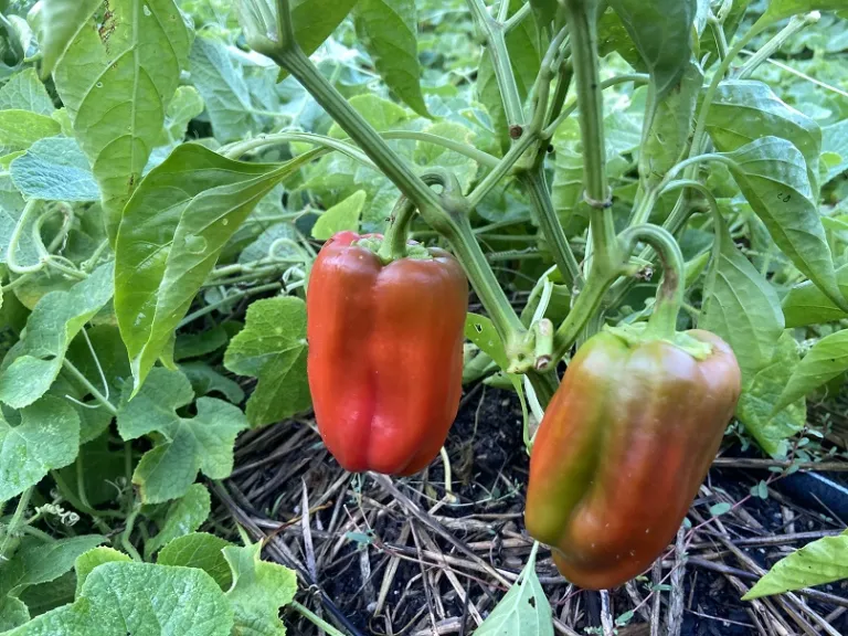 Capsicum annuum 'Olly' fruit