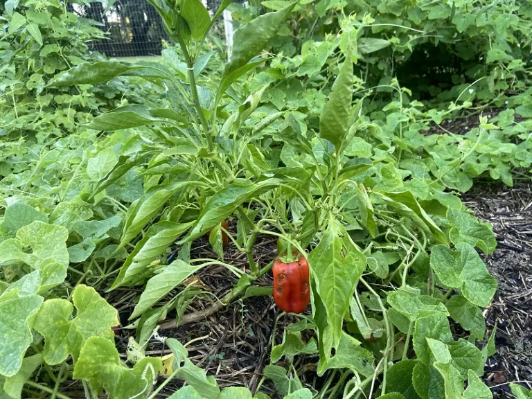 Capsicum annuum 'Olly' fruiting habit