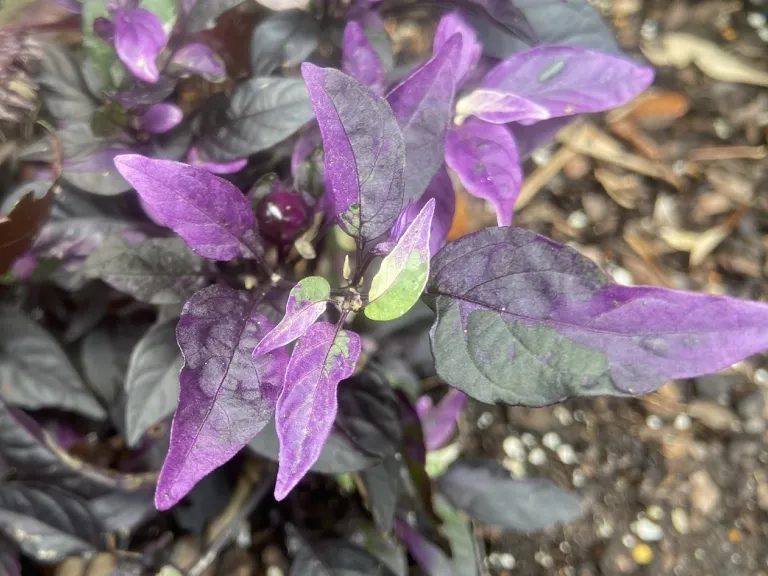 Capsicum annuum 'Purple Flash' foliage