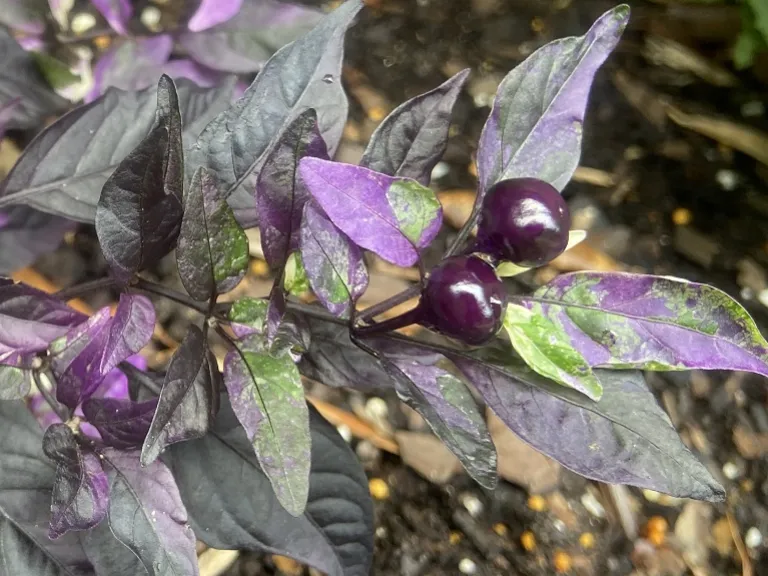 Capsicum annuum 'Purple Flash' fruit