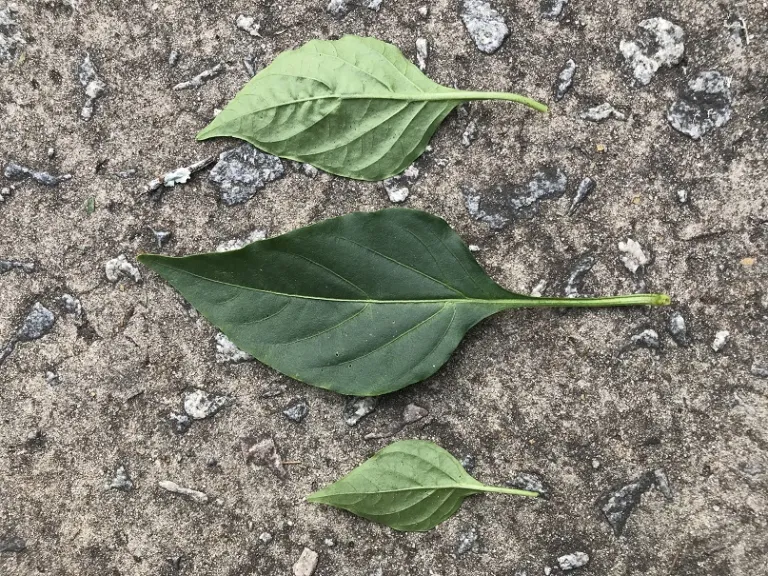 Capsicum annuum 'Tangerine Dream' leaf front and back